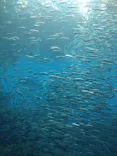 仙台うみの杜水族館に投稿された画像（2024/9/23）