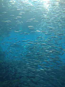 仙台うみの杜水族館に投稿された画像（2024/9/23）