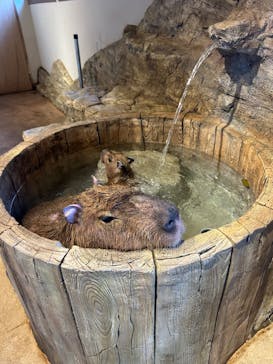 おさるランド＆アニタウン　日光さる軍団劇場に投稿された画像（2024/9/23）