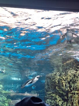 京都水族館に投稿された画像（2024/9/23）