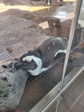 京都水族館に投稿された画像（2024/9/23）