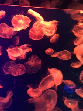 名古屋港水族館に投稿された画像（2024/9/23）