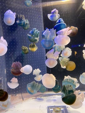 箱根園水族館に投稿された画像（2024/9/23）