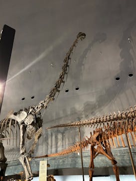 福井県立恐竜博物館に投稿された画像（2024/9/23）