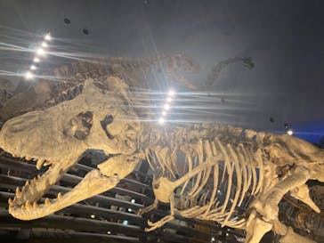 福井県立恐竜博物館に投稿された画像（2024/9/23）