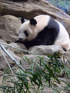 恩賜上野動物園に投稿された画像（2024/9/23）