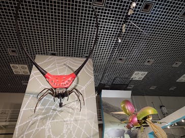 特別展「昆虫 MANIAC」（国立科学博物館）に投稿された画像（2024/9/23）