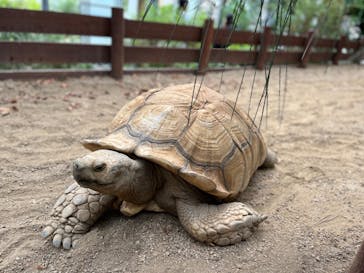 淡路ファームパーク イングランドの丘に投稿された画像（2024/9/23）