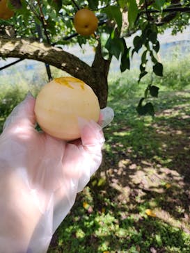 びわこもりやまフルーツランドに投稿された画像（2024/9/23）