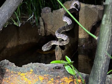 西表島 ADVENTURE PiPi（アドベンチャーピピ）に投稿された画像（2024/9/23）