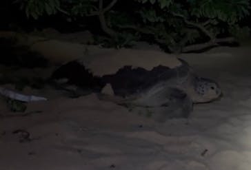 西表島 ADVENTURE PiPi（アドベンチャーピピ）に投稿された画像（2024/9/23）