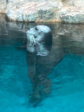大分マリーンパレス水族館 「うみたまご」に投稿された画像（2024/9/23）