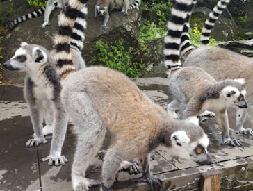 伊豆シャボテン動物公園に投稿された画像（2024/9/23）