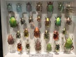 特別展「昆虫 MANIAC」（国立科学博物館）に投稿された画像（2024/9/24）