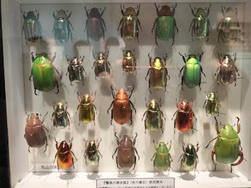 特別展「昆虫 MANIAC」（国立科学博物館）に投稿された画像（2024/9/23）