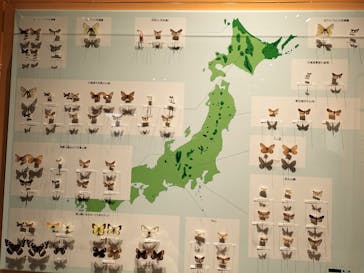 特別展「昆虫 MANIAC」（国立科学博物館）に投稿された画像（2024/9/23）