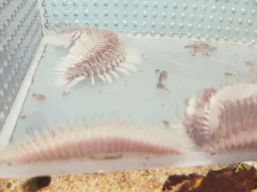 仙台うみの杜水族館に投稿された画像（2024/9/23）