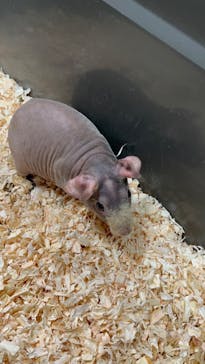 いきもの探検隊上尾に投稿された画像（2024/9/23）