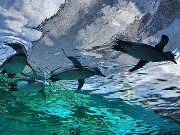 天王寺動物園に投稿された画像（2024/9/23）