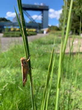 ぎふワールド・ローズガーデンに投稿された画像（2024/9/23）