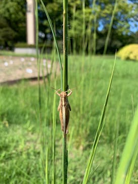 ぎふワールド・ローズガーデンに投稿された画像（2024/9/23）