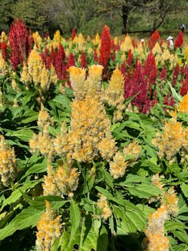 ぎふワールド・ローズガーデンに投稿された画像（2024/9/23）