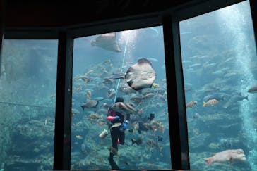 下田海中水族館に投稿された画像（2024/9/23）