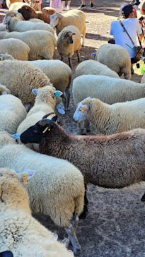 神戸市立六甲山牧場に投稿された画像（2024/9/23）