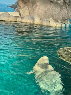 名古屋港水族館に投稿された画像（2024/9/23）