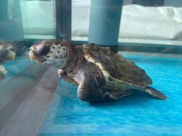 名古屋港水族館に投稿された画像（2024/9/23）