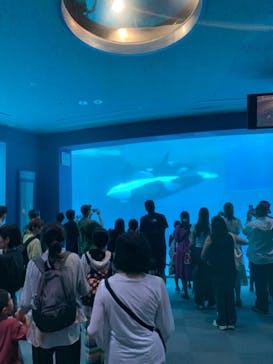 名古屋港水族館に投稿された画像（2024/9/24）