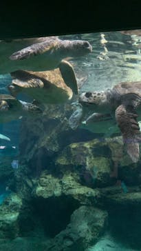名古屋港水族館に投稿された画像（2024/9/24）