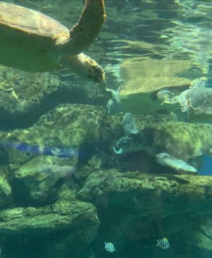 名古屋港水族館に投稿された画像（2024/9/24）