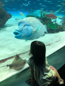 サンシャイン水族館に投稿された画像（2024/9/24）