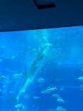 沖縄美ら海水族館に投稿された画像（2024/9/24）
