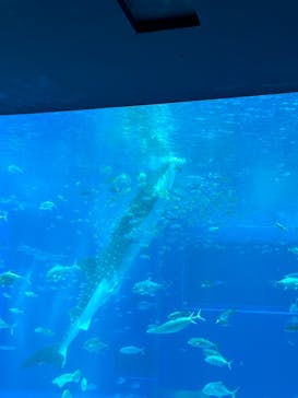 沖縄美ら海水族館に投稿された画像（2024/9/24）
