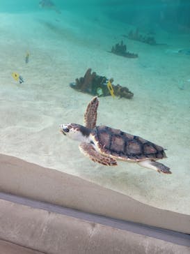 鴨川シーワールドに投稿された画像（2024/9/24）