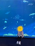 DMMかりゆし水族館に投稿された画像（2024/9/24）