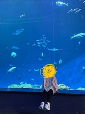 DMMかりゆし水族館に投稿された画像（2024/9/24）