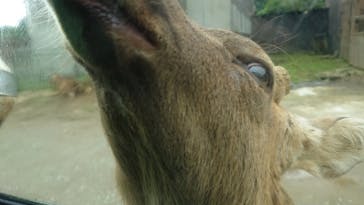 東北サファリパークに投稿された画像（2024/9/24）