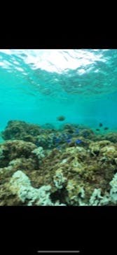 武藤潜水に投稿された画像（2024/9/24）