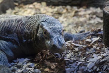 名古屋市東山動植物園に投稿された画像（2024/9/24）
