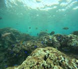 沖縄マリンサービス碧に投稿された画像（2024/9/24）