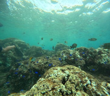 沖縄マリンサービス碧に投稿された画像（2024/9/24）