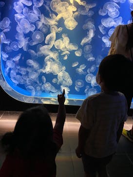 鴨川シーワールドに投稿された画像（2024/9/24）