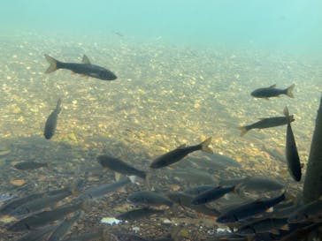 サケのふるさと 千歳水族館に投稿された画像（2024/9/24）