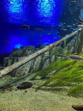 サケのふるさと 千歳水族館に投稿された画像（2024/9/24）