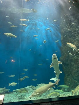 サケのふるさと 千歳水族館に投稿された画像（2024/9/24）