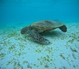 宮古島 ADVENTURE PiPi（ミヤコジマ アドベンチャー ピピ）に投稿された画像（2024/9/24）