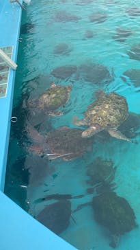 沖縄美ら海水族館に投稿された画像（2024/9/24）